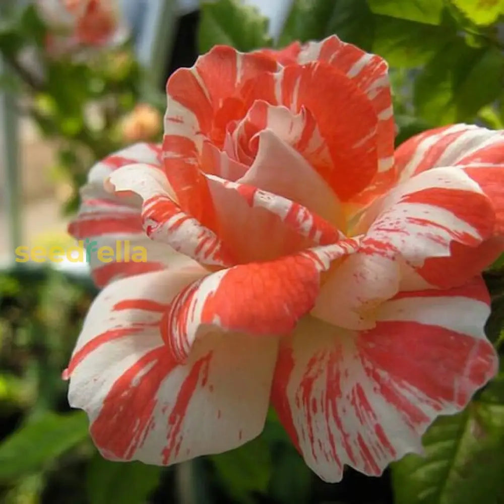 Orange White Rose Seeds For Planting  Beautiful Blooms Flower