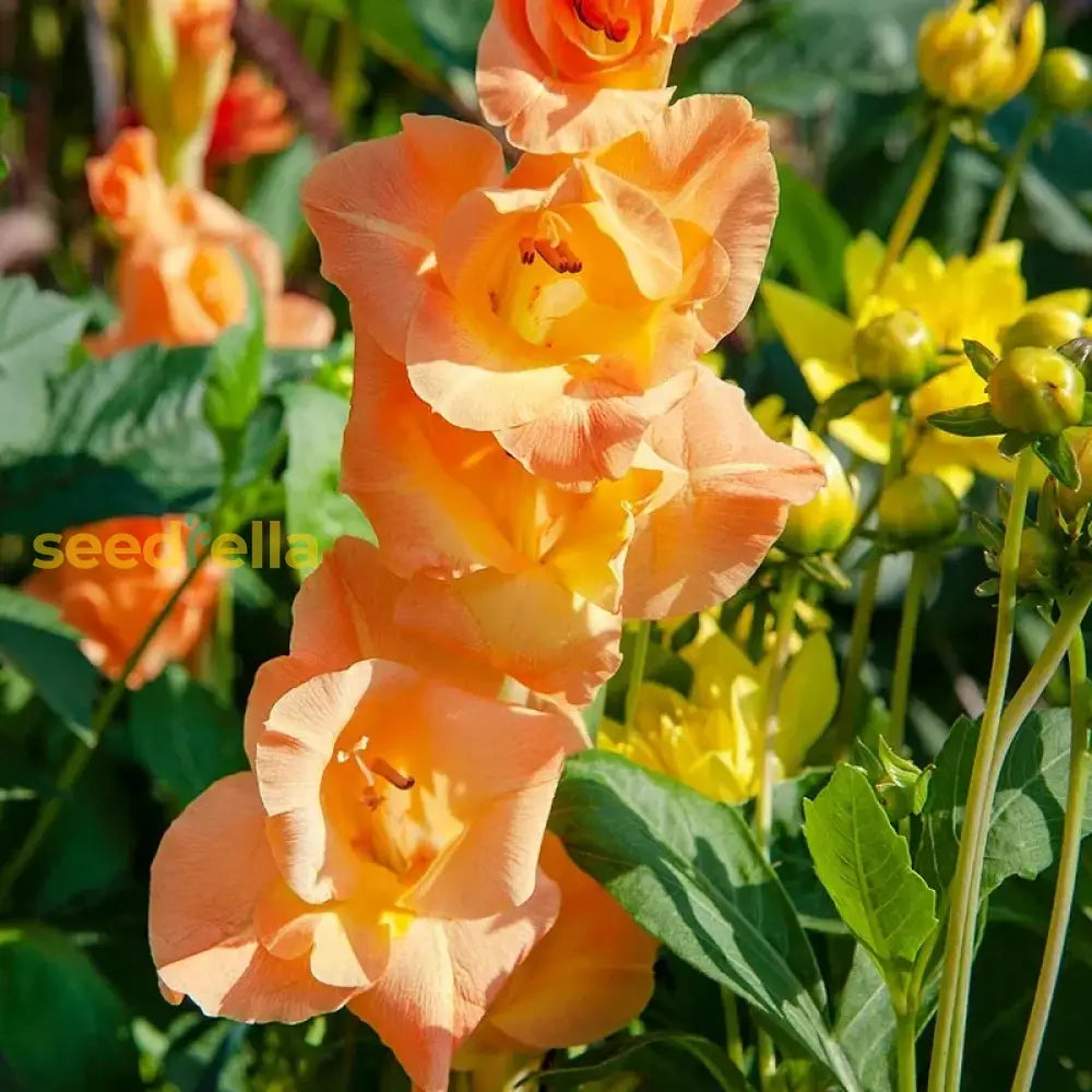 Orange Yellow Gladiolus Seeds For Planting  Vibrant Garden Blooms Flower