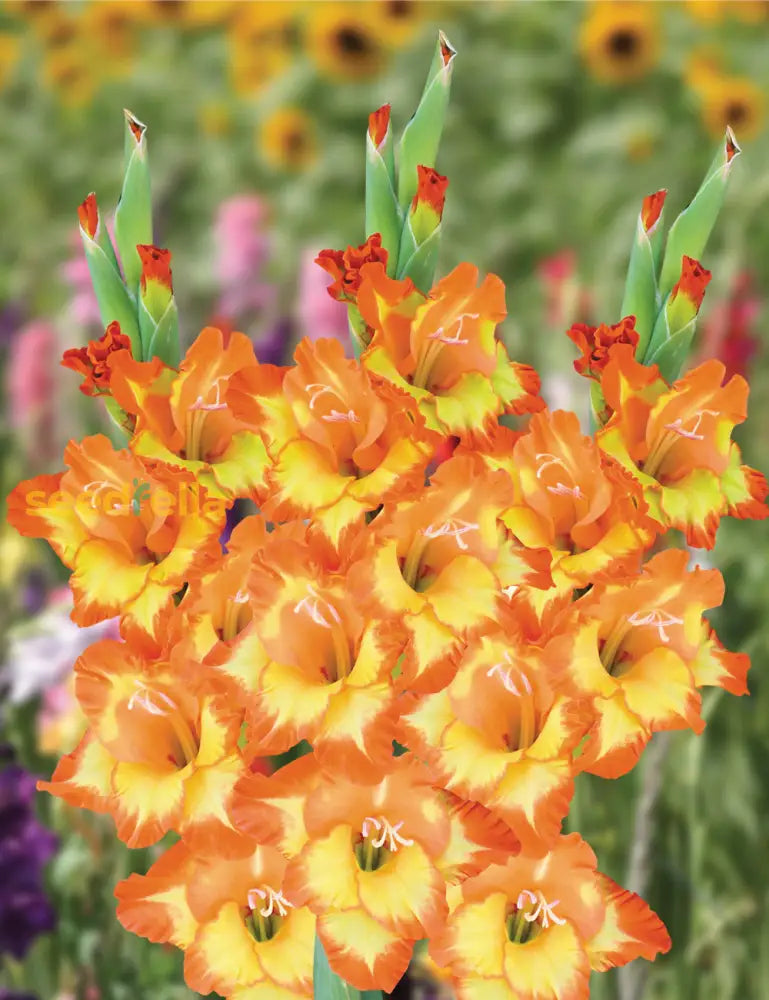 Orange Yellow Gladiolus Seeds For Planting  Vibrant Garden Blooms Flower