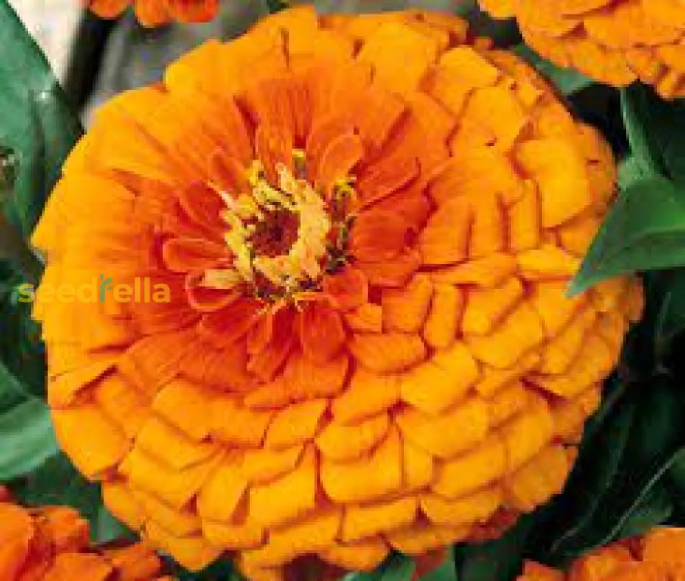 Orange Zinnia Seeds  Garden Essentials For Colorful Blooms Flower