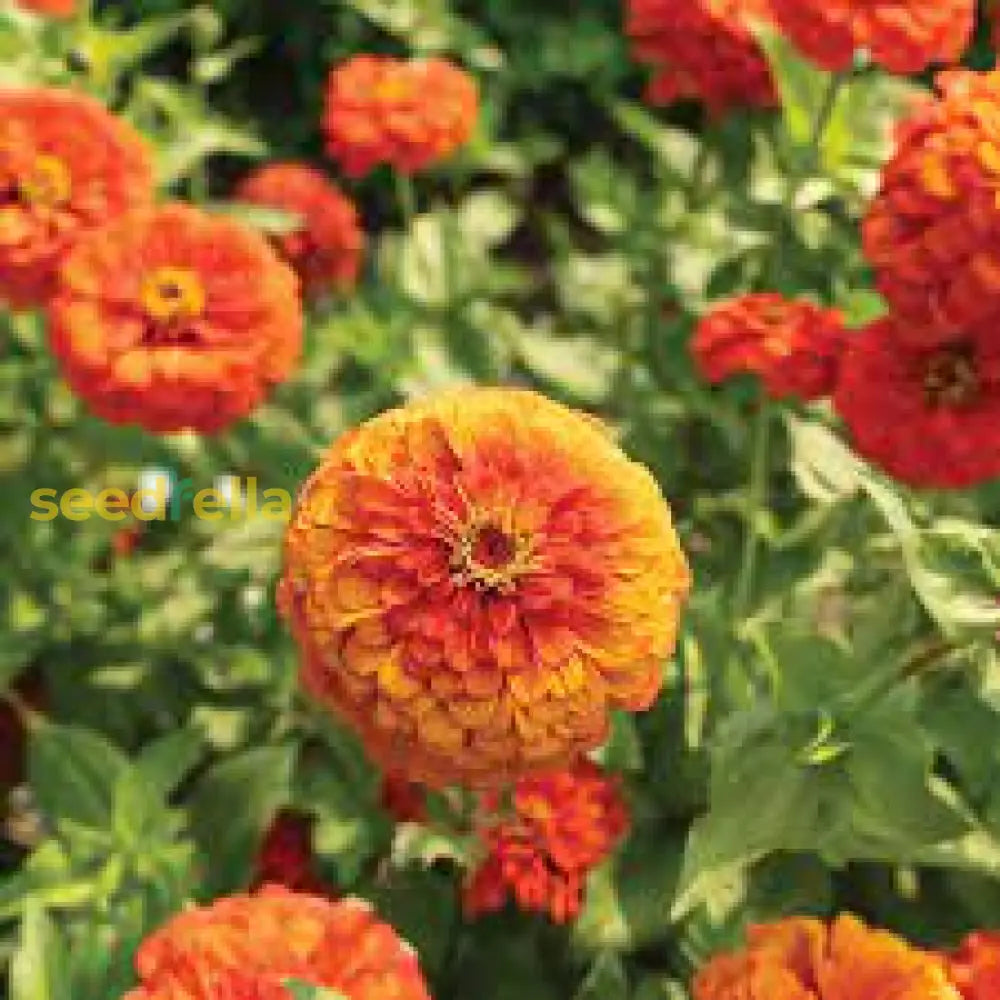 Orange Zinnia Seeds  Garden Essentials For Colorful Blooms Flower