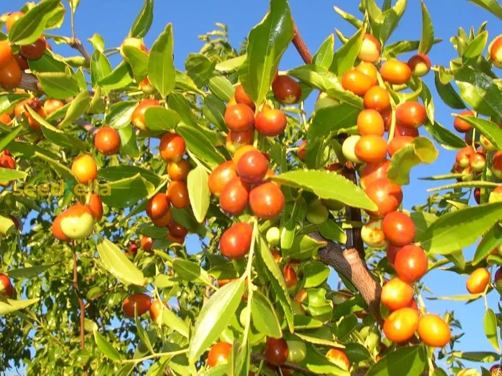 Orange Ziziphus Spinosa Seeds For Planting Fruit