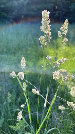 Lush Orchardgrass growing in a shaded pasture setting