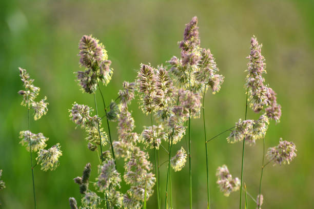 Orchardgrass seeds sprouting in garden soil