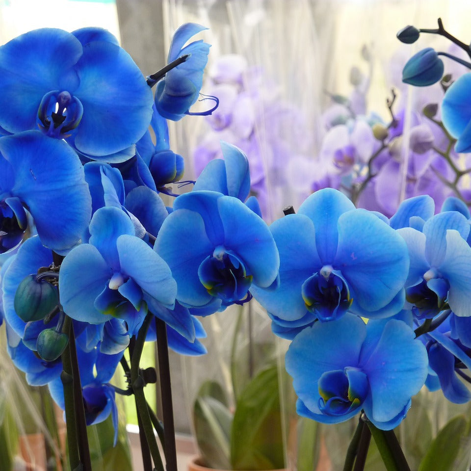 Deep Blue Phalaenopsis Orchid Flower seeds for Planting - Low Maintenance, Heirloom & GMO Free Seeds for Home Garden
 
 Sale for planting in home garden