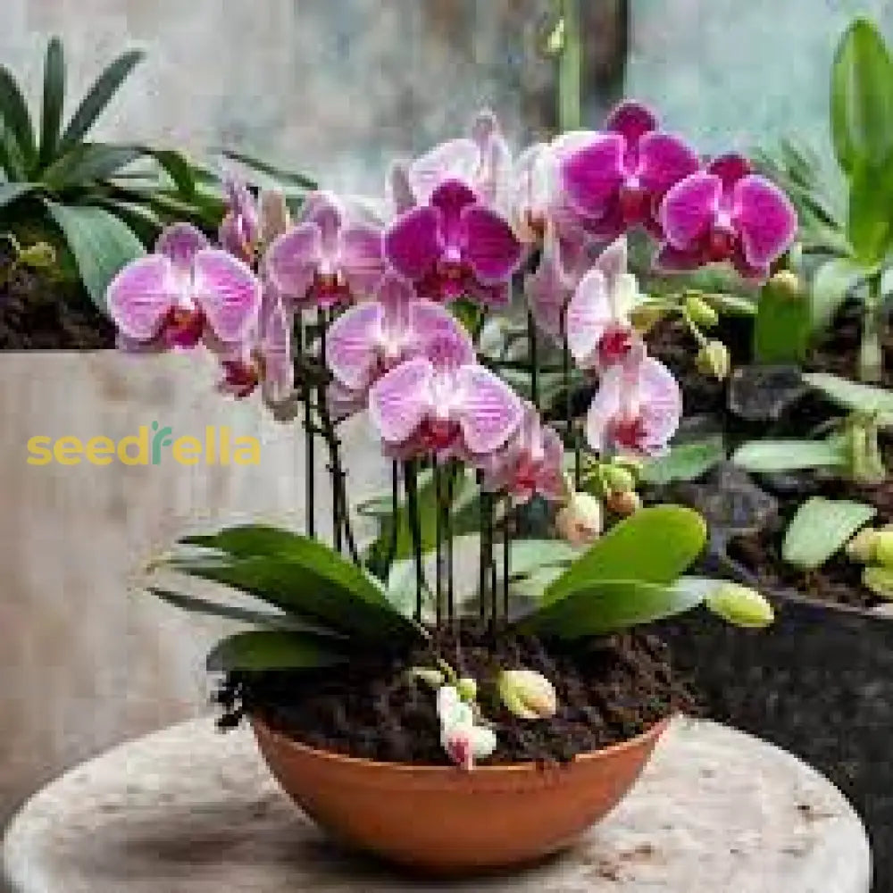 Orchid Flower Planting Seeds For Vibrant Blooms