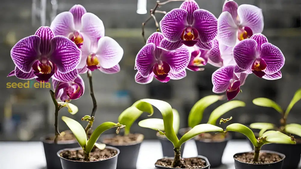 Orchid Flower Planting Seeds For Vibrant Blooms