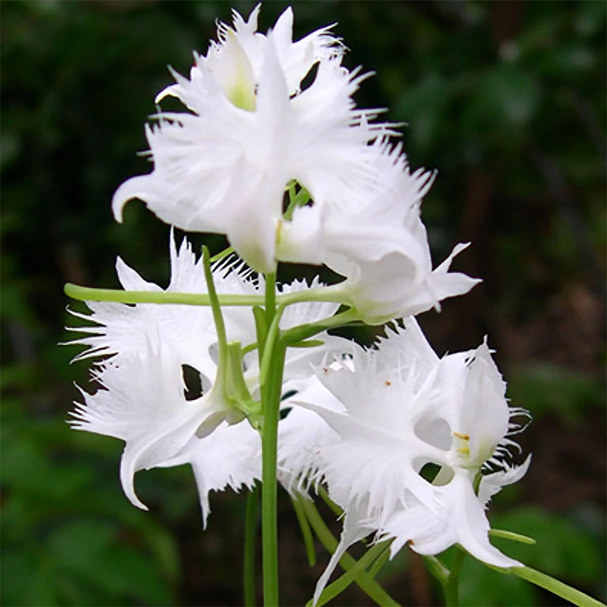 Aigrette Orchids enhancing a garden setting