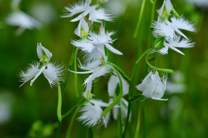 Aigrette Orchids growing indoors in pots