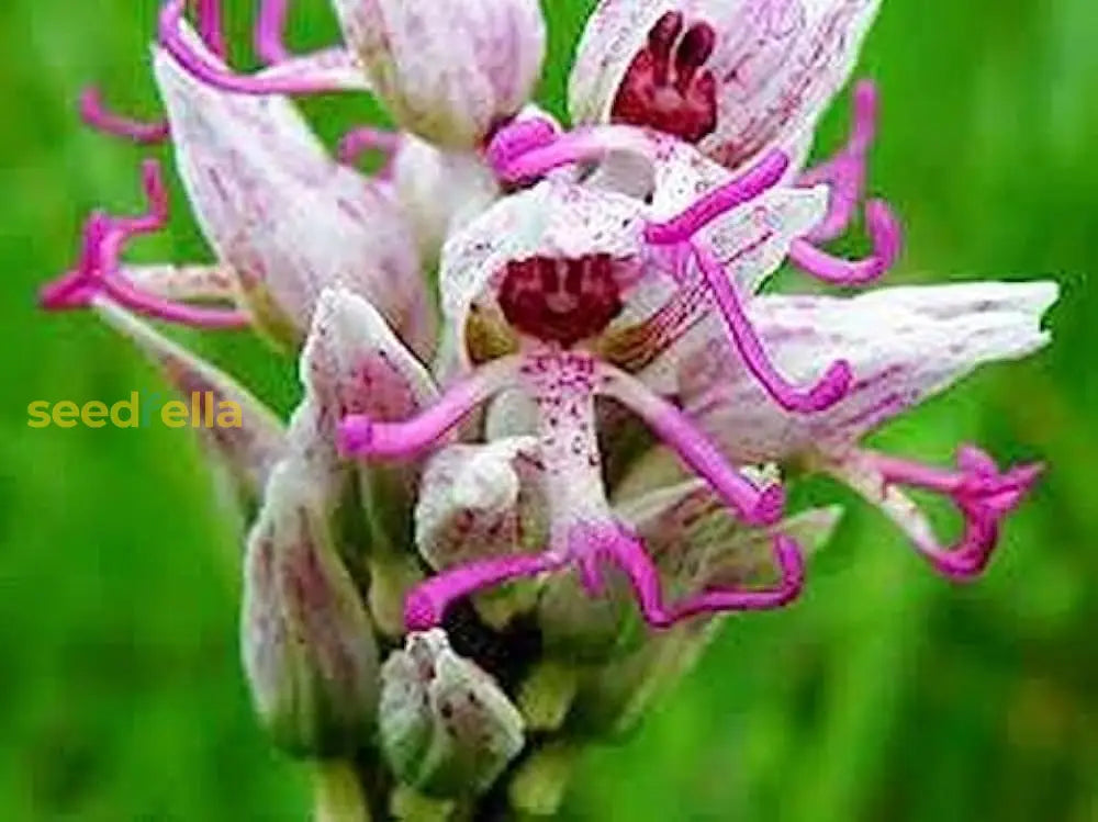 Orchid Man Flower Planting Seeds - Enhance Your Garden With Vibrant Blooms