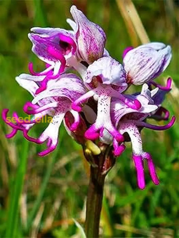 Orchid Man Flower Planting Seeds - Enhance Your Garden With Vibrant Blooms