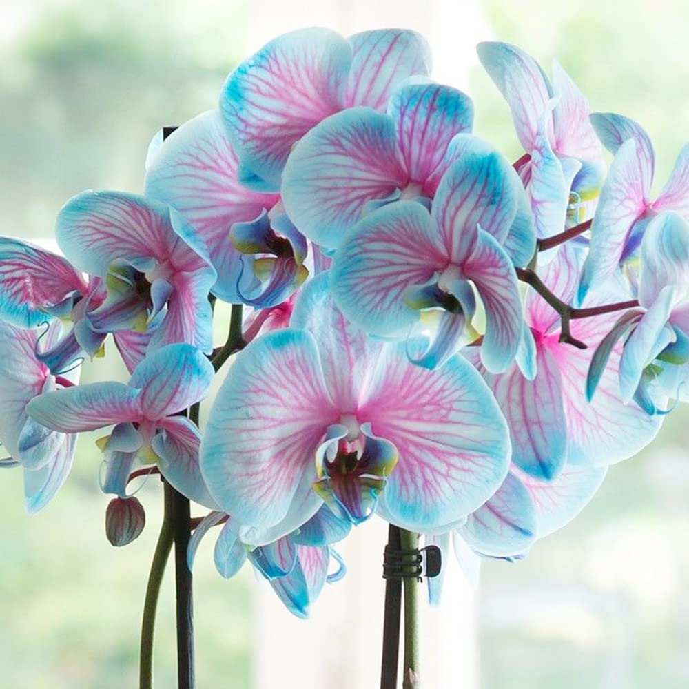 Blue and Pink Orchids Growing in Decorative Pots