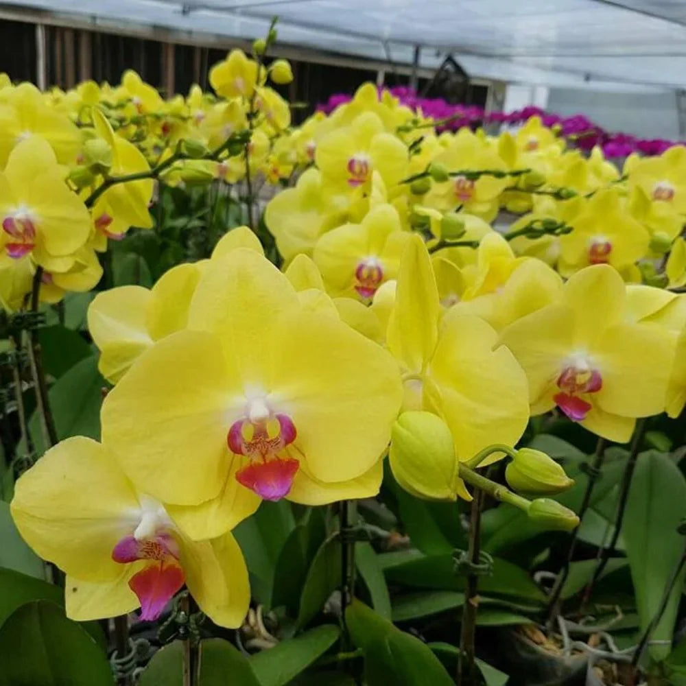 Dark Yellow Orchid Plants in Pots