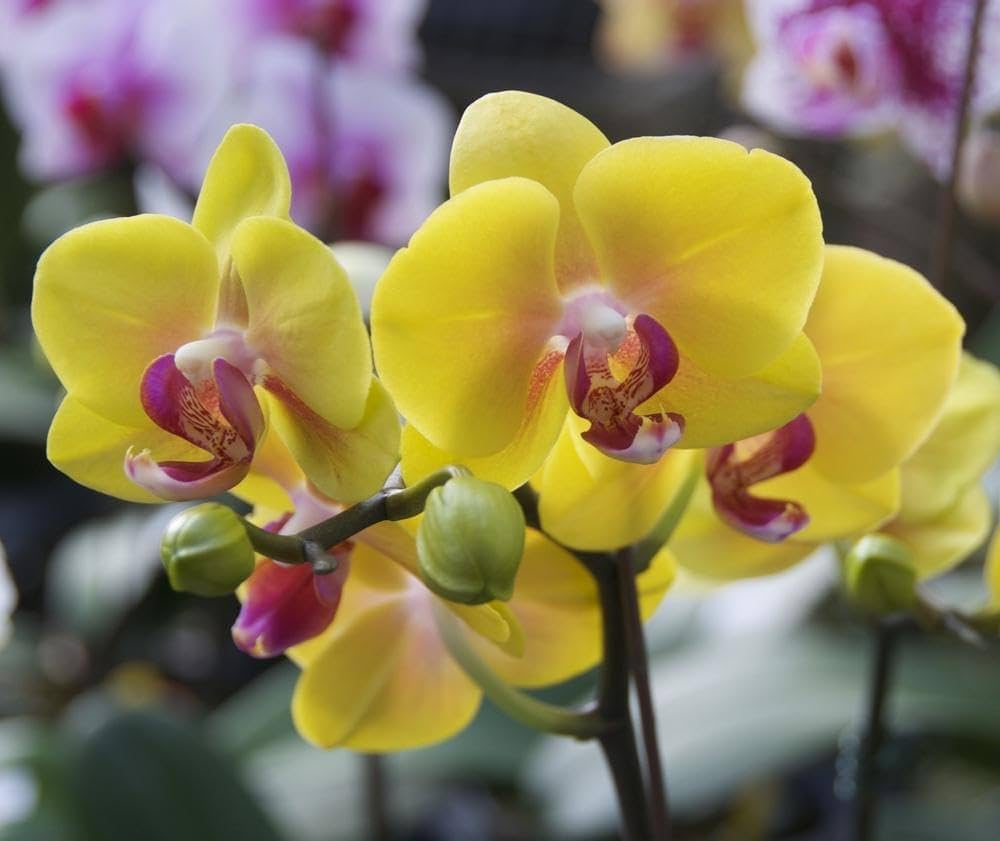 How to Sow Orchid Seeds