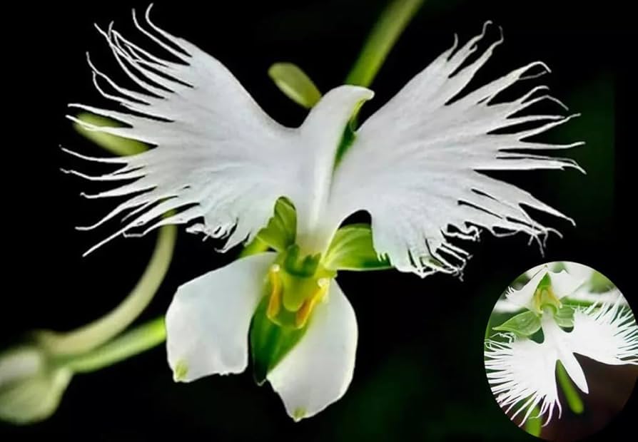 How to Sow Orchid Seeds