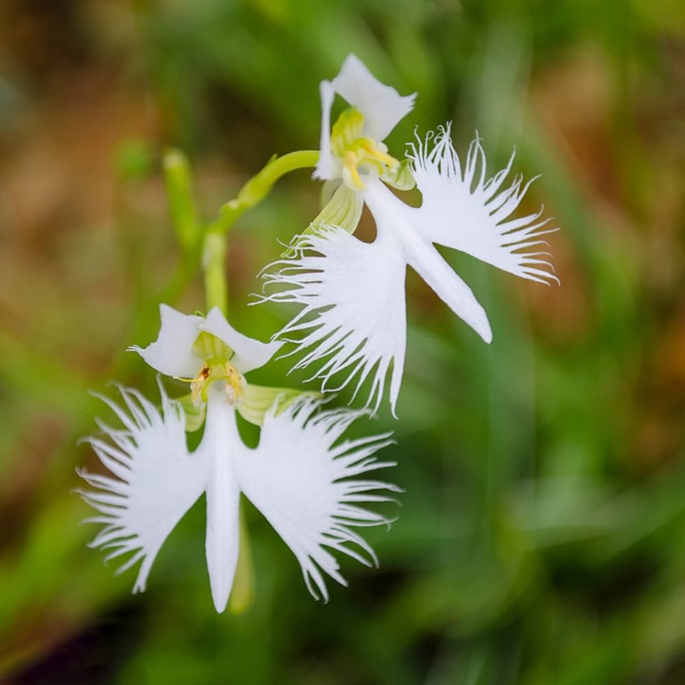 Aigrette Orchid seedlings sprouting in moist soil