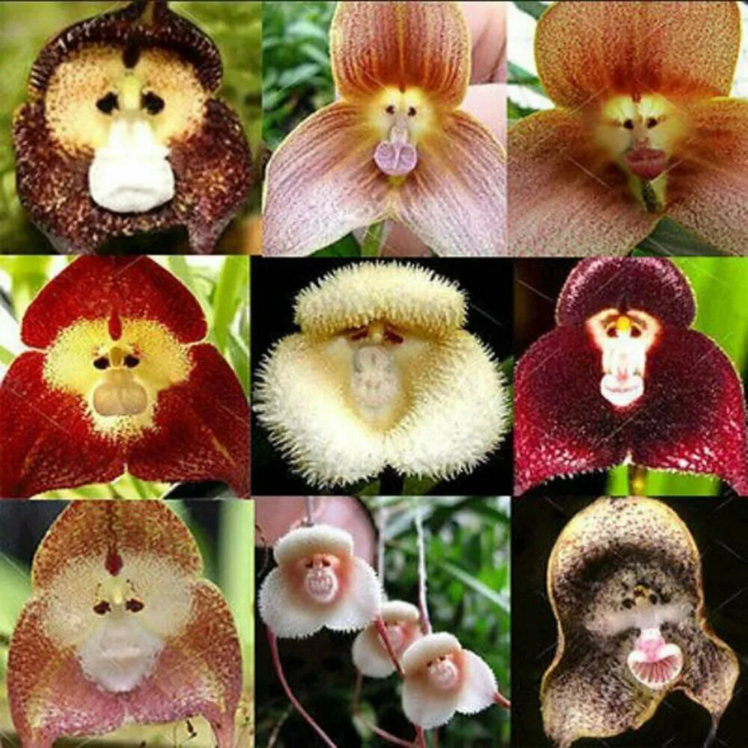 Easy to grow Chocolate Monkey Orchid seeds for greenhouses
