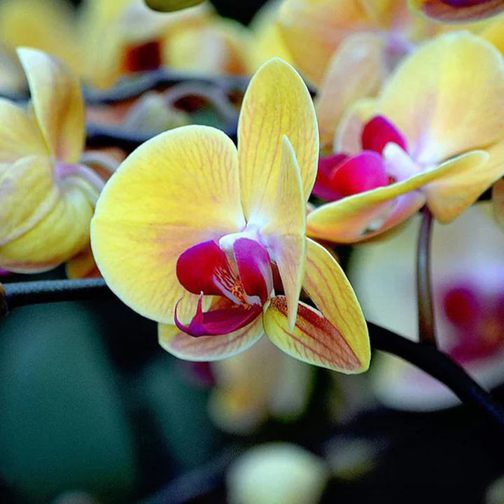 White petals with yellow center orchid blooms
