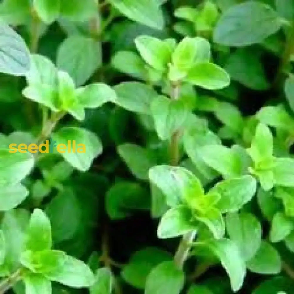 Oregano Herb Seeds For Planting - Grow Fresh Flavor