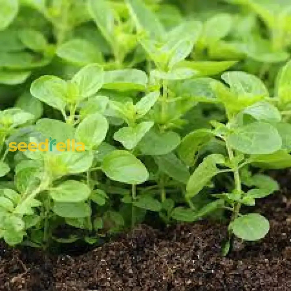 Oregano Herb Seeds For Planting - Grow Fresh Flavor