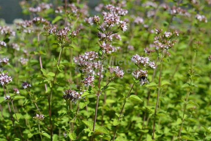 Oregano Origanum Vulgare Seedlings Sprouting in Garden Pots