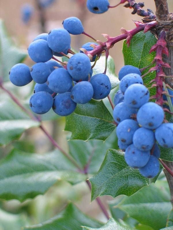 Oregon grape seeds producing edible blue-purple berries