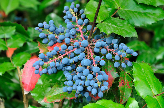 Oregon Grape Seeds Mahonia aquifolium blue fruit evergreen shrub