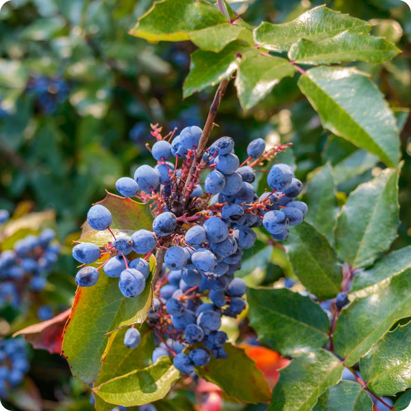 Oregon grape seeds Mahonia aquifolium evergreen shrub with yellow flowers and blue berries