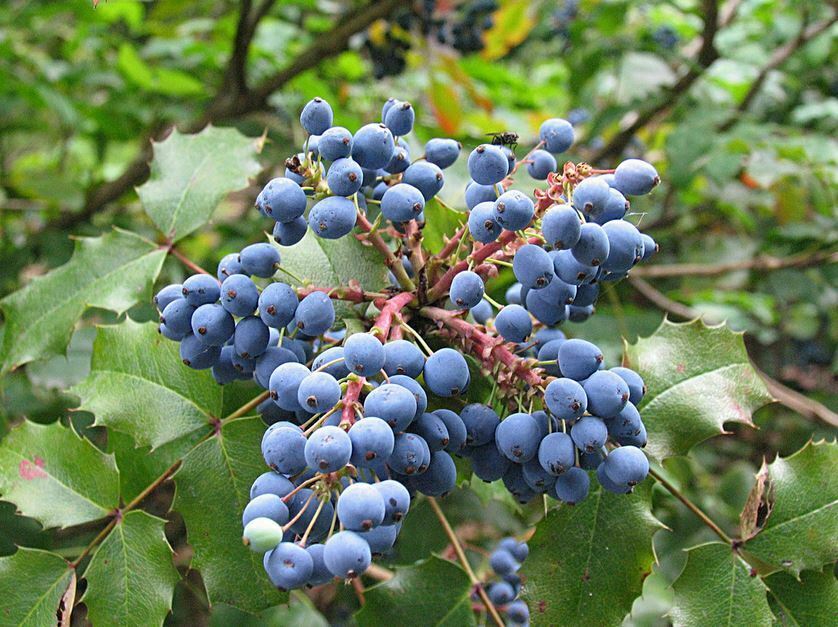 Oregon grape shrub grown from seeds thriving in ornamental landscape