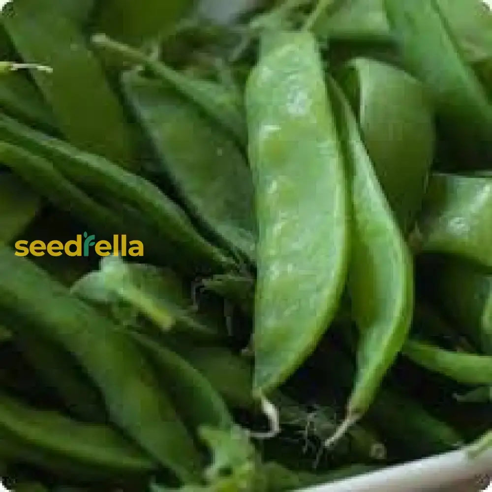 Oregon Sugar Pod Pea Seeds For Planting - Crisp And Sweet Edible Pods Vegetable Seeds