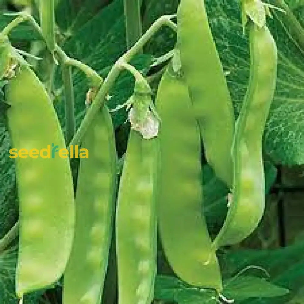 Oregon Sugar Pod Pea Seeds For Planting - Crisp And Sweet Edible Pods Vegetable Seeds