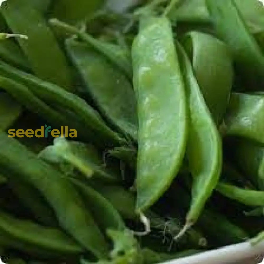 Oregon Sugar Pod Pea Seeds For Planting - Crisp And Sweet Edible Pods Vegetable Seeds