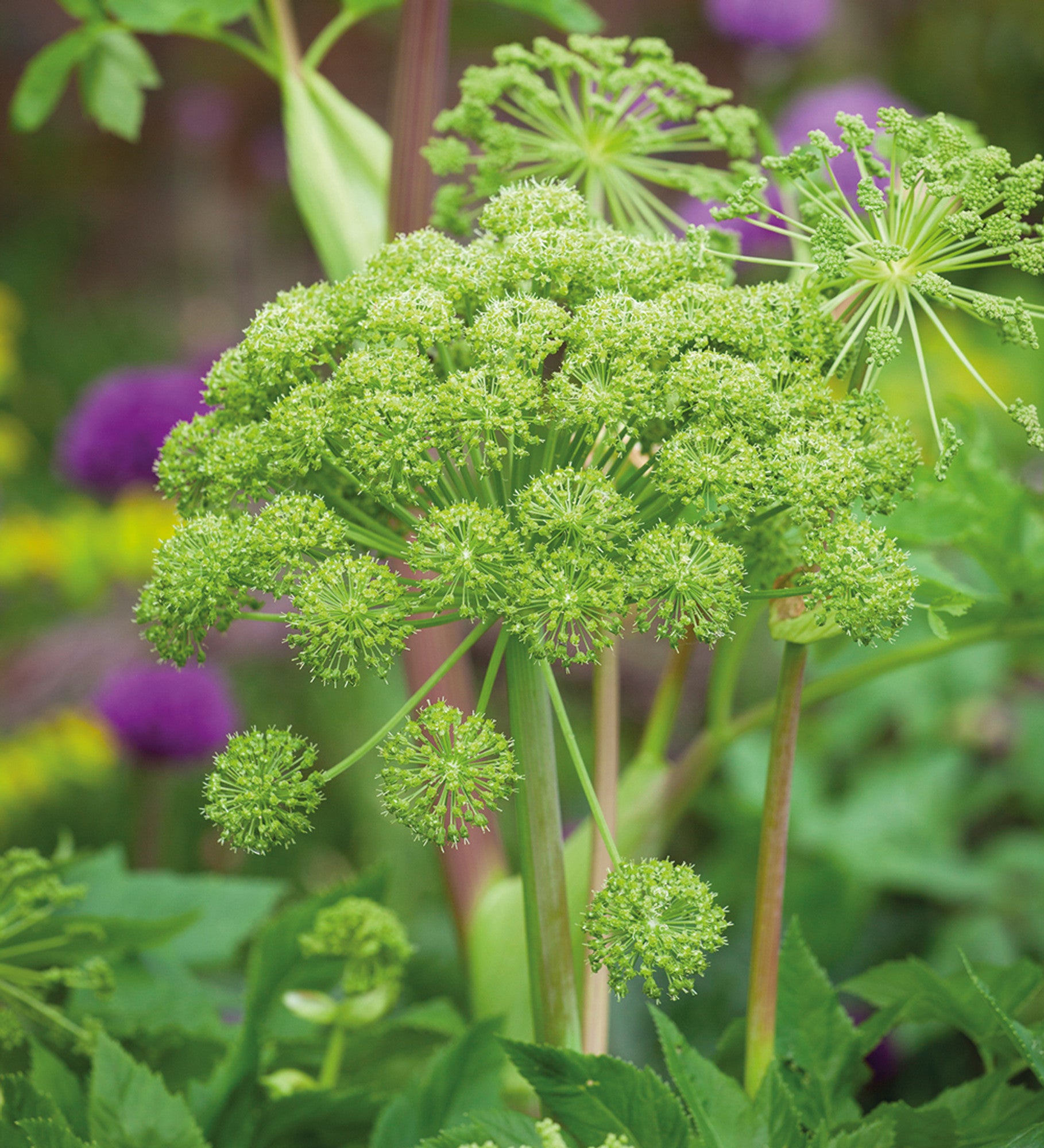 Organic Angelica perennial grown from seeds attracting pollinators