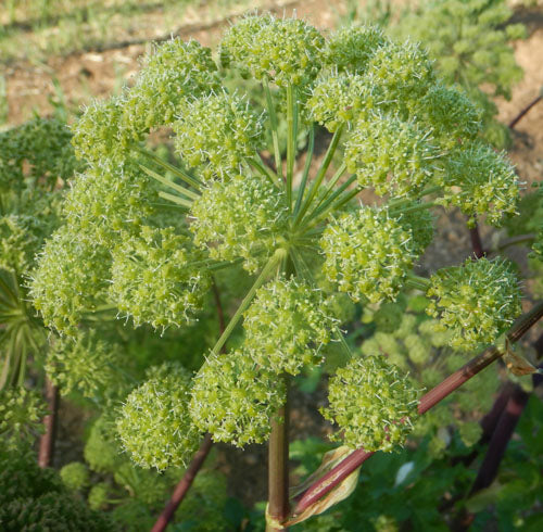 Organic Angelica seeds Angelica archangelica tall flower stalks