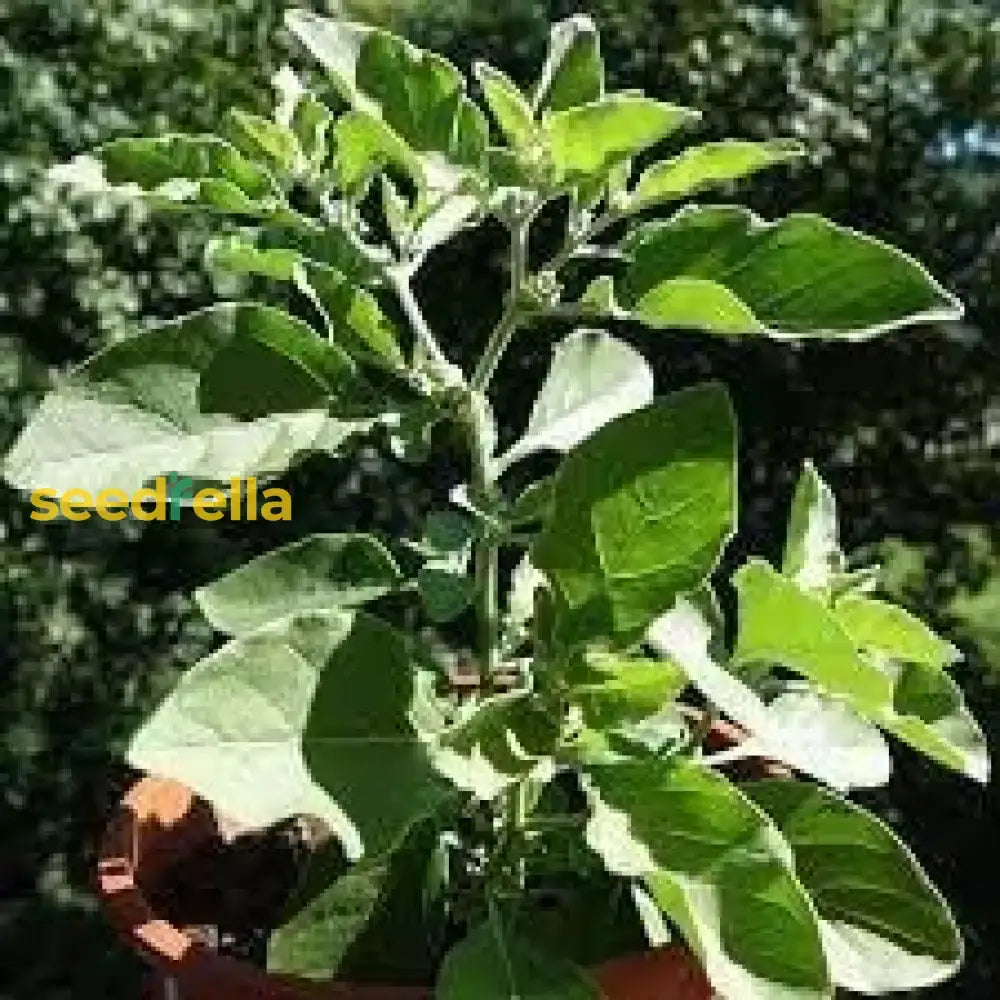 Organic Ashwagandha Plant Seeds  Perfect For Spring Or Summer Planting Seeds