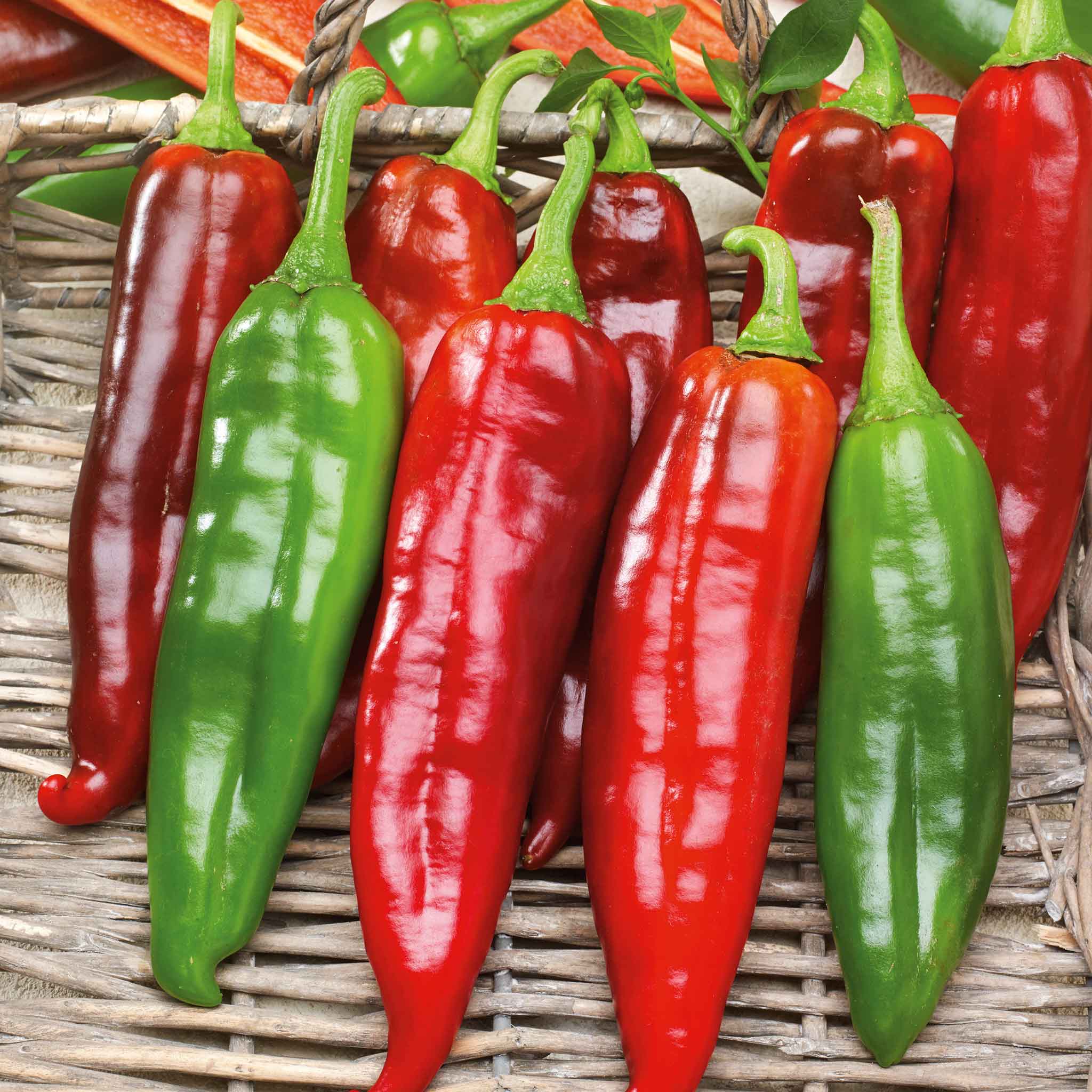 Organic heirloom Big Jim chili pepper seeds