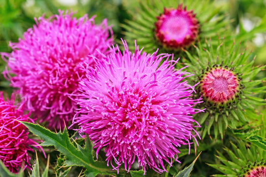Organic Blessed Milk Thistle Seeds Silybum marianum Purple Flower Plant