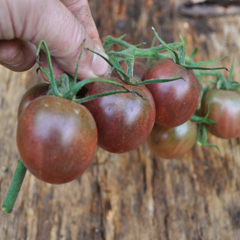 Medium to large organic brown heirloom tomatoes on vine
