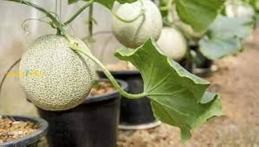 Organic Cantaloupe Seeds for Home Gardening