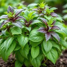 Organic Corsican Basil compact mound grown in containers