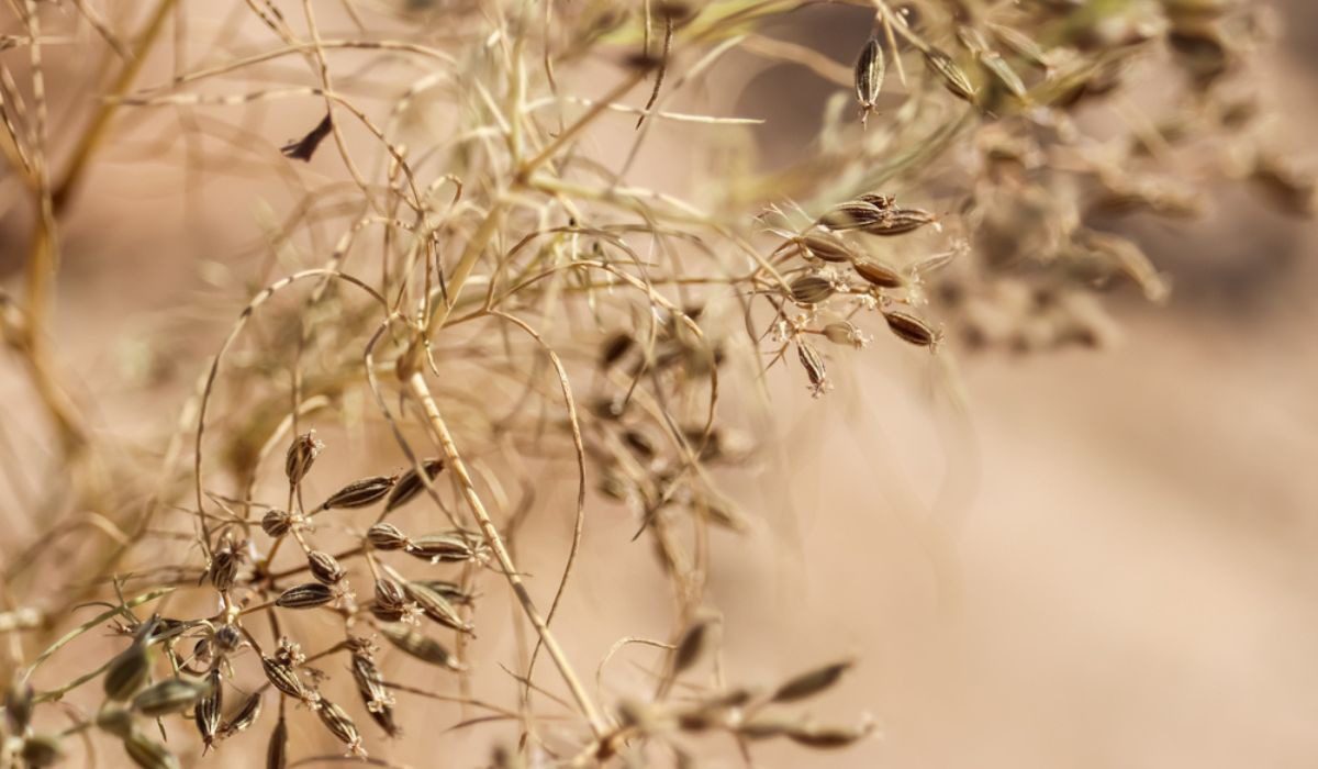 Organic Cumin herb with aromatic seeds