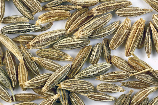 Organic Cumin plant with feathery foliage and small white flowers
