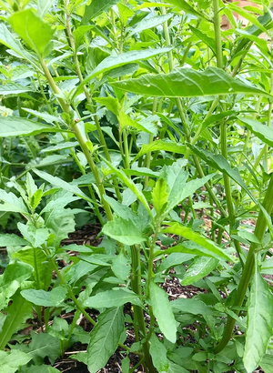 Organic Epazote Seeds – Dysphania ambrosioides Green Foliage Habitat Plant