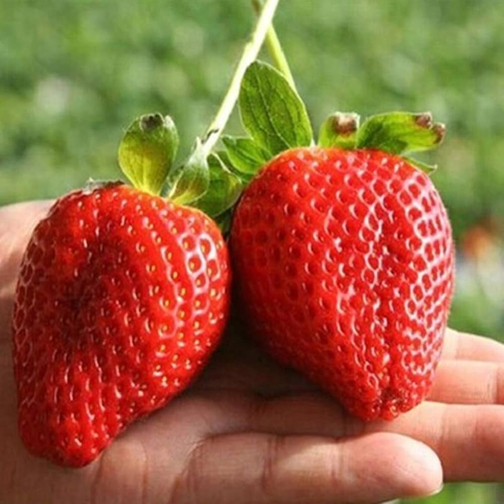 Organic giant strawberry seeds producing large sweet red fruits