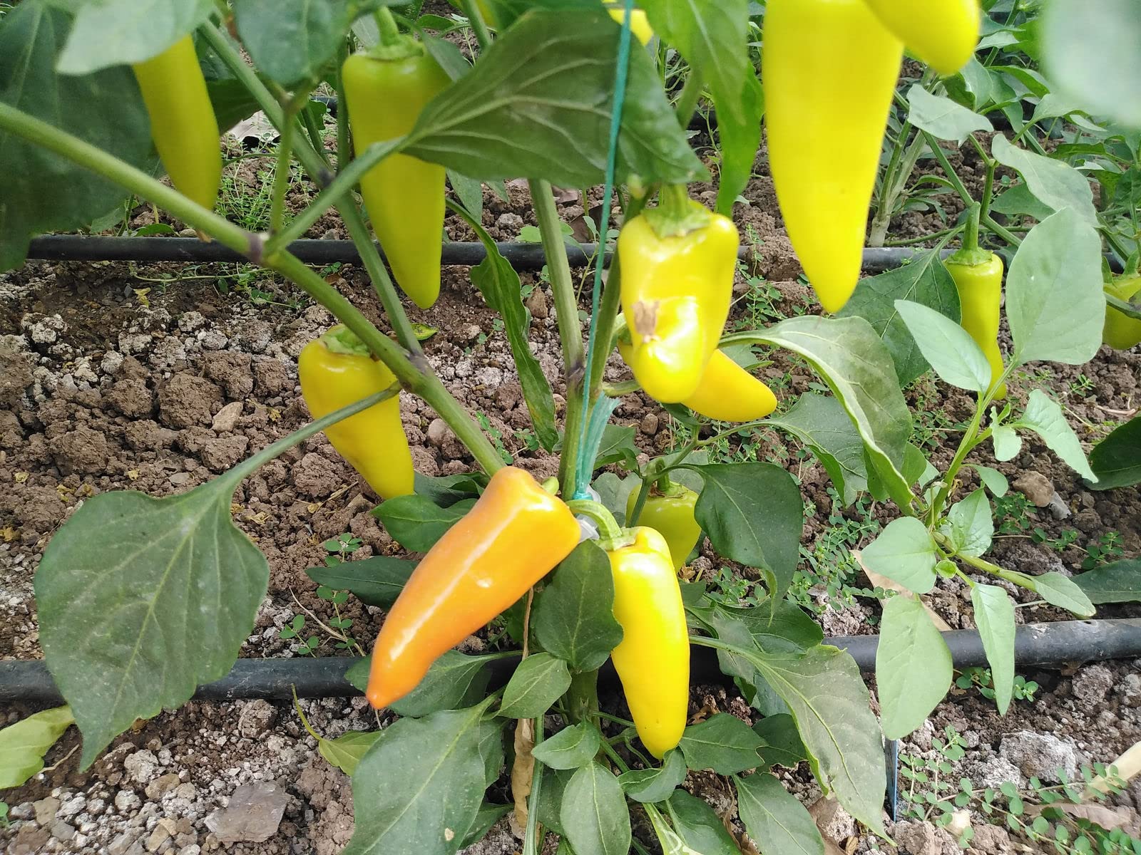 Organic heirloom Hungarian Yellow Wax pepper seeds