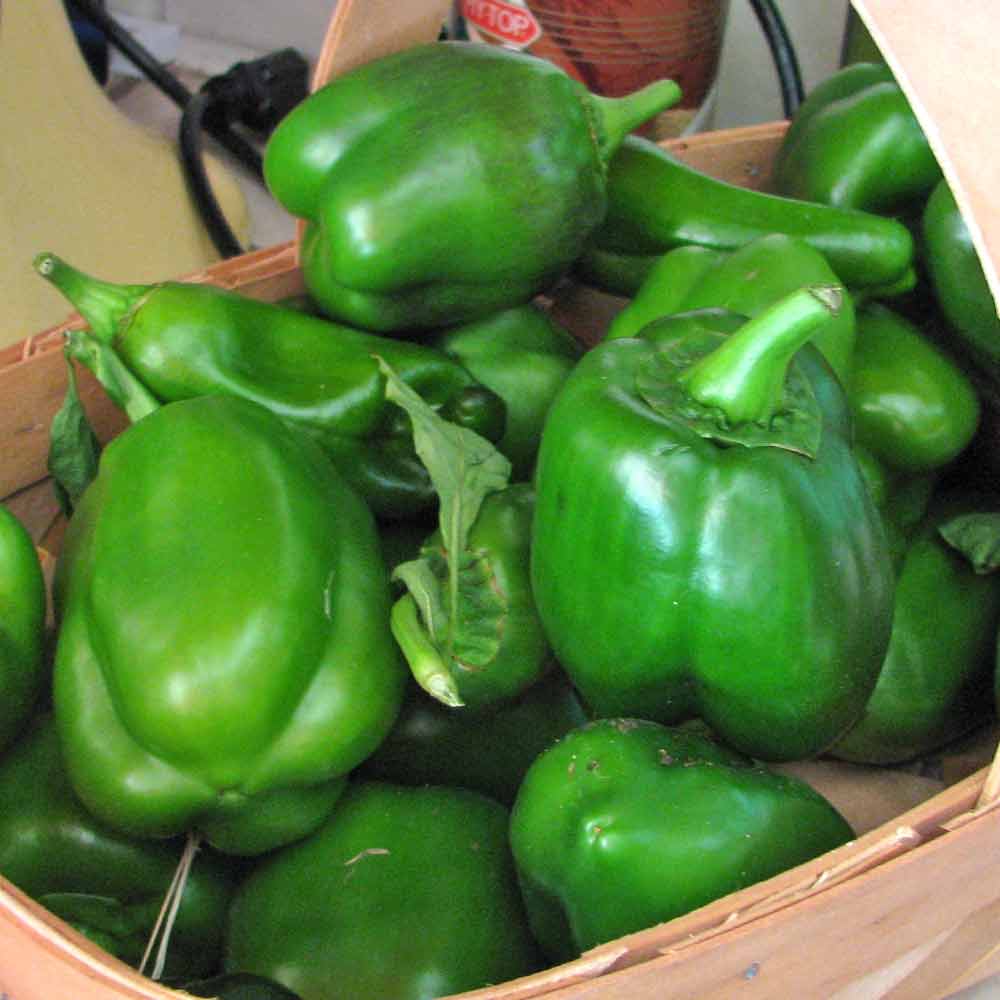 Organic heirloom Jupiter bell pepper seeds