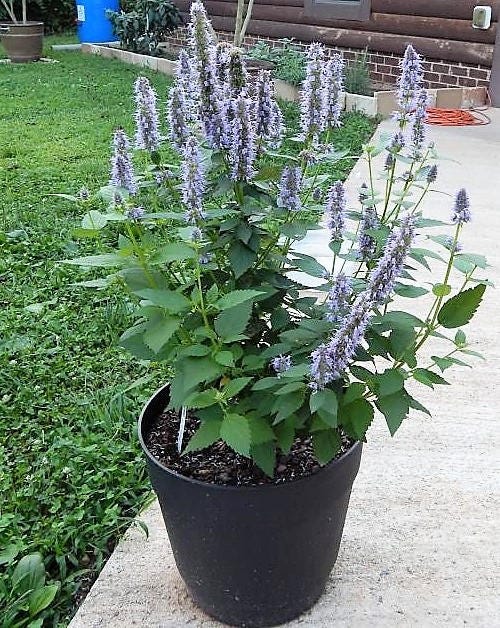 Organic Licorice Mint seeds Agastache rugosa