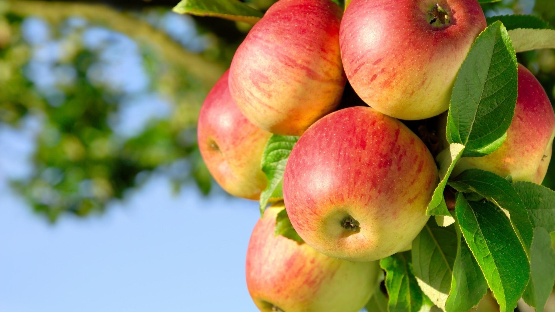 Organic mixed apple seeds for eco-friendly home orchards