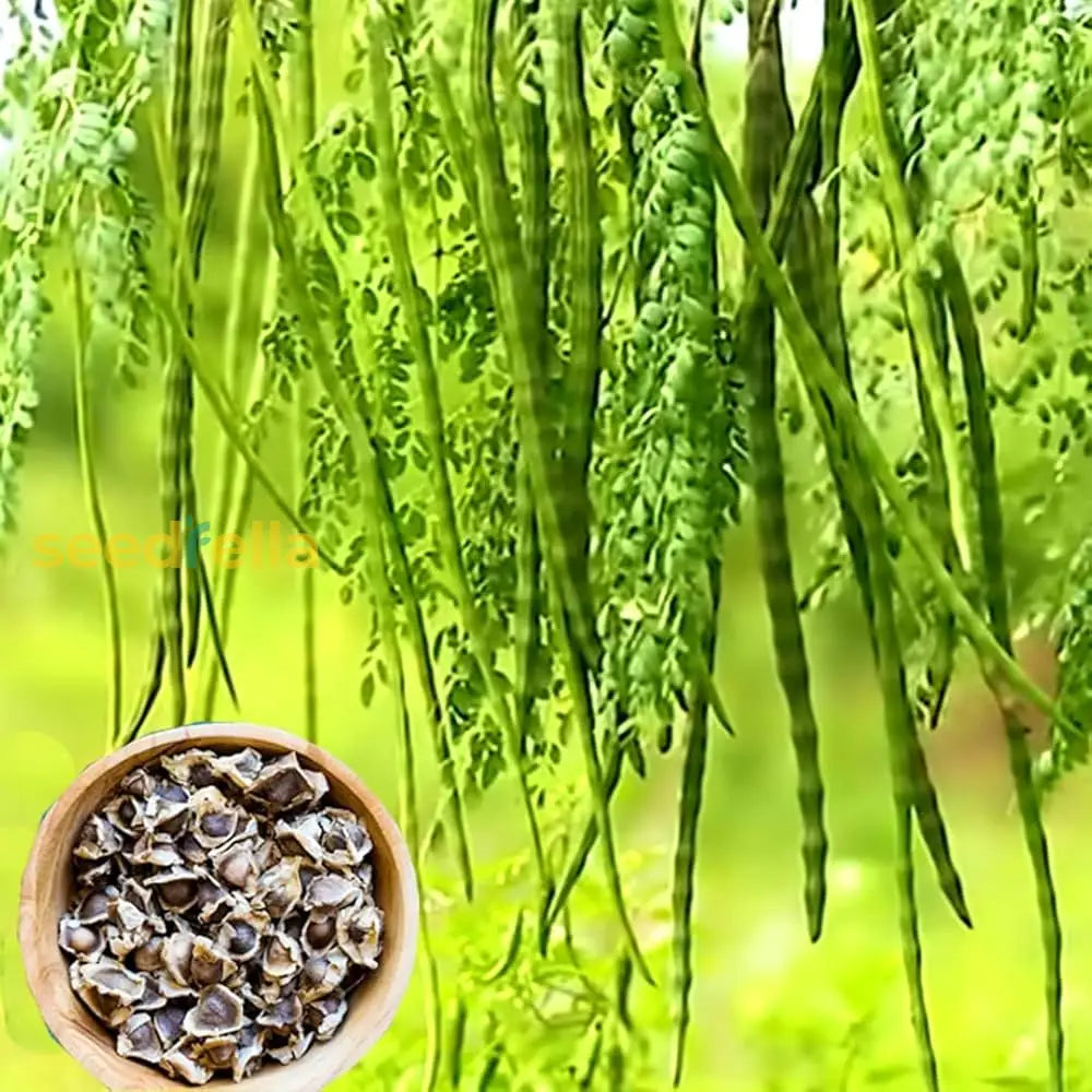 Organic Moringa Oleifera Seeds For Planting Vegetable Seeds