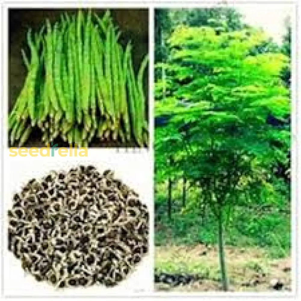 Organic Moringa Oleifera Seeds For Planting Vegetable Seeds